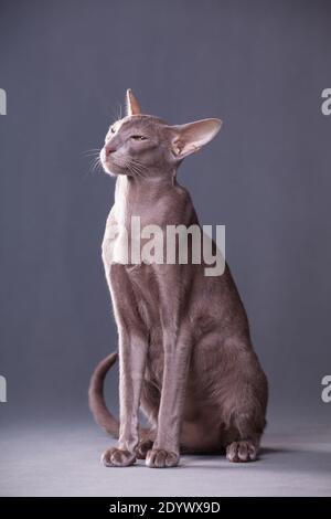 Vertikale Foto einer schönen eleganten orientalischen Katze auf einem Grauer Hintergrund drinnen im Studio mit Perlen sitzen Stockfoto