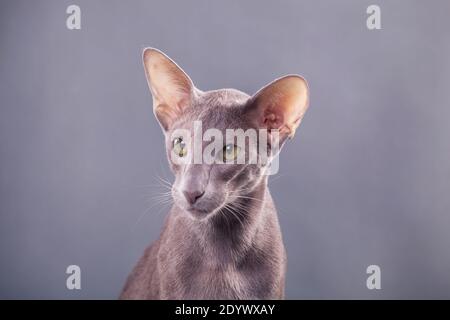 Horizontales Foto, Nahaufnahme Porträt einer schönen eleganten orientalischen Katze auf einem grauen Hintergrund drinnen im Studio Stockfoto