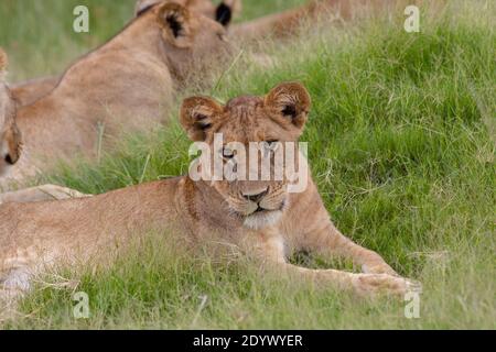 Löwin (Panthera leo). Größere Außenohren deuten auf ein jüngeres, noch unreifes Tier hin. Frau liegend unter anderem des Stolzes. Stockfoto