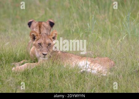 Afrikanische Löwen (Panthera leo). Geschwister wachsende Jungen, liegend zurück zu Rücken. Große Ohren im Vergleich zu einem Erwachsenen, und Rest Fell, Pelage, Spotting Makings Stockfoto