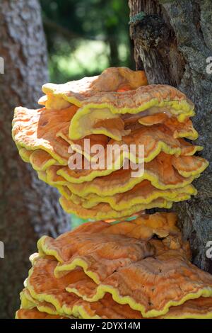 Schwefel-Porling, Schwefelporling, Schwefelporlinge, Gemeiner Schwefelporling, an einem Nadelbaumstamm, Porling, Laetiporus sulfureus, sulphur polypo Stockfoto