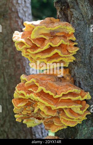 Schwefel-Porling, Schwefelporling, Schwefelporlinge, Gemeiner Schwefelporling, an einem Nadelbaumstamm, Porling, Laetiporus sulfureus, sulphur polypo Stockfoto