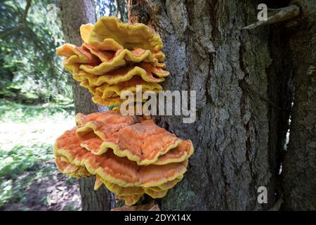 Schwefel-Porling, Schwefelporling, Schwefelporlinge, Gemeiner Schwefelporling, an einem Nadelbaumstamm, Porling, Laetiporus sulfureus, sulphur polypo Stockfoto