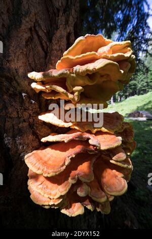 Schwefel-Porling, Schwefelporling, Schwefelporlinge, Gemeiner Schwefelporling, an einem Nadelbaumstamm, Porling, Laetiporus sulfureus, sulphur polypo Stockfoto