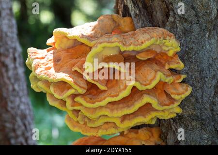 Schwefel-Porling, Schwefelporling, Schwefelporlinge, Gemeiner Schwefelporling, an einem Nadelbaumstamm, Porling, Laetiporus sulfureus, sulphur polypo Stockfoto