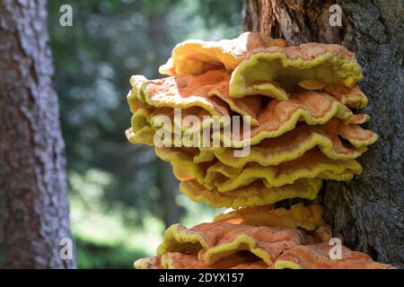 Schwefel-Porling, Schwefelporling, Schwefelporlinge, Gemeiner Schwefelporling, an einem Nadelbaumstamm, Porling, Laetiporus sulfureus, sulphur polypo Stockfoto