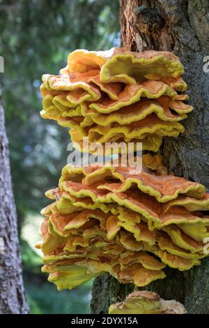 Schwefel-Porling, Schwefelporling, Schwefelporlinge, Gemeiner Schwefelporling, an einem Nadelbaumstamm, Porling, Laetiporus sulfureus, sulphur polypo Stockfoto