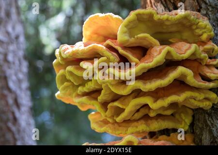 Schwefel-Porling, Schwefelporling, Schwefelporlinge, Gemeiner Schwefelporling, an einem Nadelbaumstamm, Porling, Laetiporus sulfureus, sulphur polypo Stockfoto