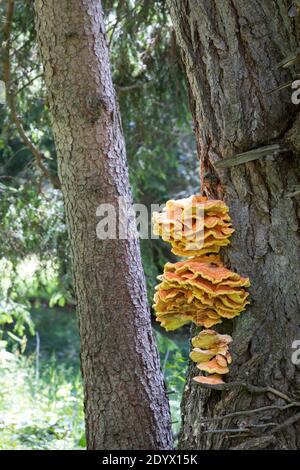 Schwefel-Porling, Schwefelporling, Schwefelporlinge, Gemeiner Schwefelporling, an einem Nadelbaumstamm, Porling, Laetiporus sulfureus, sulphur polypo Stockfoto