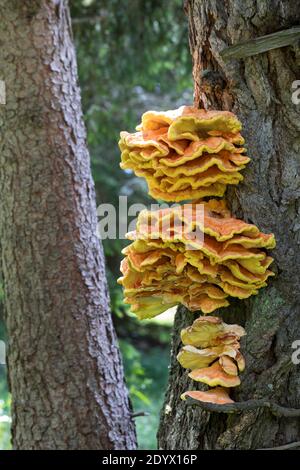 Schwefel-Porling, Schwefelporling, Schwefelporlinge, Gemeiner Schwefelporling, an einem Nadelbaumstamm, Porling, Laetiporus sulfureus, sulphur polypo Stockfoto