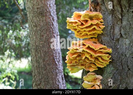 Schwefel-Porling, Schwefelporling, Schwefelporlinge, Gemeiner Schwefelporling, an einem Nadelbaumstamm, Porling, Laetiporus sulfureus, sulphur polypo Stockfoto