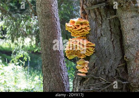 Schwefel-Porling, Schwefelporling, Schwefelporlinge, Gemeiner Schwefelporling, an einem Nadelbaumstamm, Porling, Laetiporus sulfureus, sulphur polypo Stockfoto