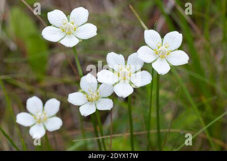 Sumpf-Herzblatt, sumpfherzblatt Parnassia palustris, Herzblatt,, Gras der Parnassus, Parnassie le Marais Stockfoto