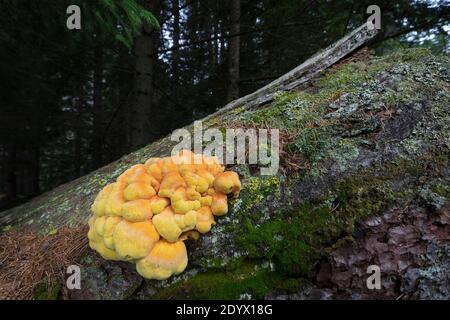 Schwefel-Porling, Schwefelporling, Schwefelporlinge, Gemeiner Schwefelporling, an einem Nadelbaumstamm, junge Fruchtkörper, Porling, Laetiporus sulfu Stockfoto