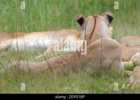 Afrikanischer Löwe (Panthera leo). Liegende Löwin, weggewandt, mit dunklem Wirbelstreifen, der vom Hinterkopf ausgeht, dunklen Flecken hinter den Ohren. Stockfoto