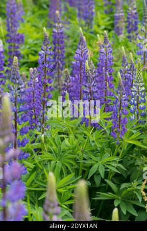 Vielblättrige Lupin, Stauden-Lupin, Staudenlupin, Lupin, Lupinen, Lupinus polyphyllus, großblättrige Lupin, Lupin, großblättrige Lupin, Gartenlupi Stockfoto