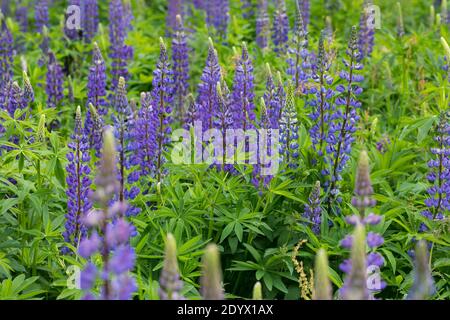 Vielblättrige Lupin, Stauden-Lupin, Staudenlupin, Lupin, Lupinen, Lupinus polyphyllus, großblättrige Lupin, Lupin, großblättrige Lupin, Gartenlupi Stockfoto