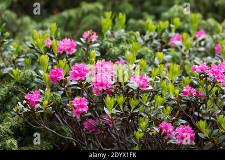 Rostblätter Alpenrose, Rostrote Alpenrose, Alpenrose, Rostroter Almrausch, Almrausch, Almrose, Alpen-Rose, Rhododendron ferrugineum, alpenrose, Schnee Stockfoto