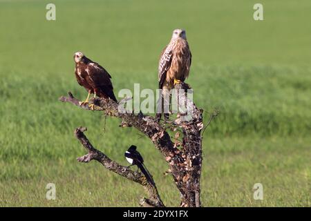 Rote Drachen und Erwachsene weibliche westliche Sumpfweihe auf den ersten Licht der Welt Stockfoto