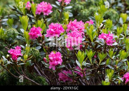 Rostblätter Alpenrose, Rostrote Alpenrose, Alpenrose, Rostroter Almrausch, Almrausch, Almrose, Alpen-Rose, Rhododendron ferrugineum, alpenrose, Schnee Stockfoto