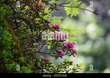 Rostblätter Alpenrose, Rostrote Alpenrose, Alpenrose, Rostroter Almrausch, Almrausch, Almrose, Alpen-Rose, Rhododendron ferrugineum, alpenrose, Schnee Stockfoto