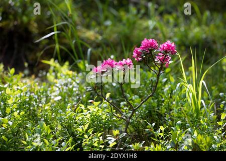 Rostblätter Alpenrose, Rostrote Alpenrose, Alpenrose, Rostroter Almrausch, Almrausch, Almrose, Alpen-Rose, Rhododendron ferrugineum, alpenrose, Schnee Stockfoto