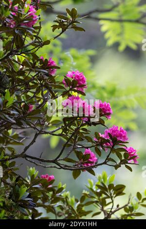 Rostblätter Alpenrose, Rostrote Alpenrose, Alpenrose, Rostroter Almrausch, Almrausch, Almrose, Alpen-Rose, Rhododendron ferrugineum, alpenrose, Schnee Stockfoto