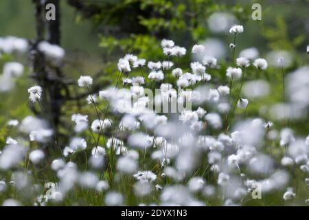 Scheiden-Wollgras, Scheidenwollgras, Moor-Wollgras, Scheidiges Wollgras, Schneiden-Wollgras, Wollgras, Wollgräser, Eriophorum vaginatum, Hase's-tail c Stockfoto