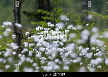 Scheiden-Wollgras, Scheidenwollgras, Moor-Wollgras, Scheidiges Wollgras, Schneiden-Wollgras, Wollgras, Wollgräser, Eriophorum vaginatum, Hase's-tail c Stockfoto