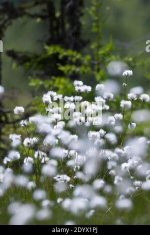 Scheiden-Wollgras, Scheidenwollgras, Moor-Wollgras, Scheidiges Wollgras, Schneiden-Wollgras, Wollgras, Wollgräser, Eriophorum vaginatum, Hase's-tail c Stockfoto