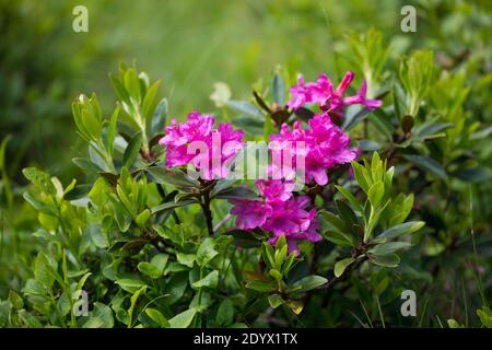 Rostblätter Alpenrose, Rostrote Alpenrose, Alpenrose, Rostroter Almrausch, Almrausch, Almrose, Alpen-Rose, Rhododendron ferrugineum, alpenrose, Schnee Stockfoto