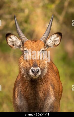 Junger männlicher Defassa-Wasserbock (Kobus ellipsiprymnus defassa), Lake Mburo National Park, Uganda. Stockfoto