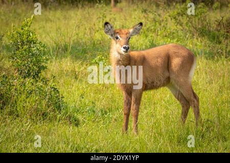 Neugeborener Defassa-Wasserbock (Kobus ellipsiprymnus defassa), Lake Mburo National Park, Uganda. Stockfoto