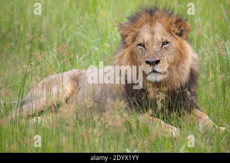 Afrikanischer Löwe (Panthera leo). Liegend erwachsenes Männchen, liegend zwischen Grünlandvegetation. Grüne Farbe des Grases, die auf die Regenzeit hinweist.Botswana Stockfoto