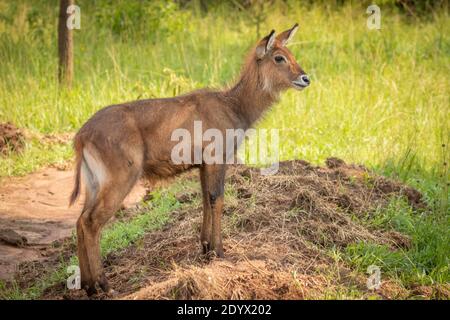 Neugeborener Defassa-Wasserbock (Kobus ellipsiprymnus defassa), Lake Mburo National Park, Uganda. Stockfoto