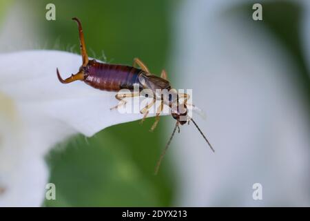 Gemeiner Ohrwurm, Ohrwurm, Männchen mit langen Hinterleibszangen, Forficula auricularia, Gemeine Ohrwurm, Europäischer Ohrwurm, Ohrwurm, Männchen, la forficule, L Stockfoto