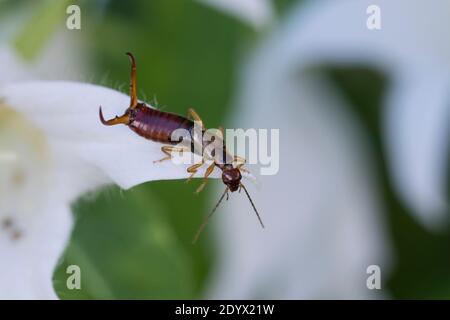 Gemeiner Ohrwurm, Ohrwurm, Männchen mit langen Hinterleibszangen, Forficula auricularia, Gemeine Ohrwurm, Europäischer Ohrwurm, Ohrwurm, Männchen, la forficule, L Stockfoto