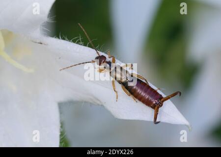 Gemeiner Ohrwurm, Ohrwurm, Männchen mit langen Hinterleibszangen, Forficula auricularia, Gemeine Ohrwurm, Europäischer Ohrwurm, Ohrwurm, Männchen, la forficule, L Stockfoto