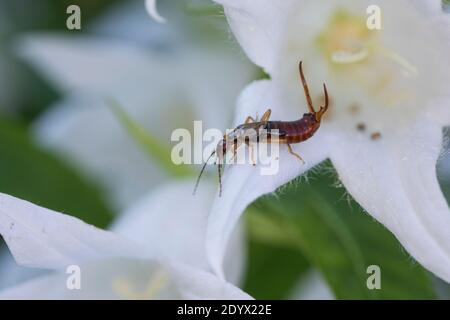 Gemeiner Ohrwurm, Ohrwurm, Männchen mit langen Hinterleibszangen, Forficula auricularia, Gemeine Ohrwurm, Europäischer Ohrwurm, Ohrwurm, Männchen, la forficule, L Stockfoto