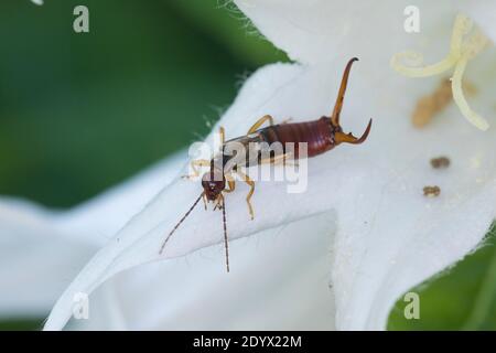 Gemeiner Ohrwurm, Ohrwurm, Männchen mit langen Hinterleibszangen, Forficula auricularia, Gemeine Ohrwurm, Europäischer Ohrwurm, Ohrwurm, Männchen, la forficule, L Stockfoto