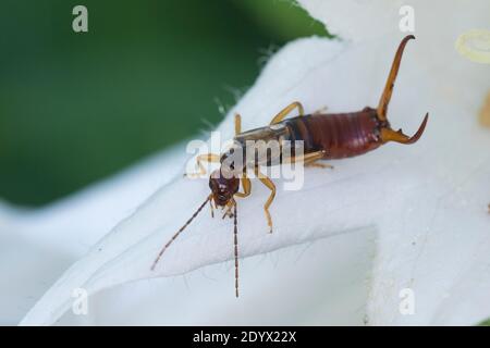 Gemeiner Ohrwurm, Ohrwurm, Männchen mit langen Hinterleibszangen, Forficula auricularia, Gemeine Ohrwurm, Europäischer Ohrwurm, Ohrwurm, Männchen, la forficule, L Stockfoto