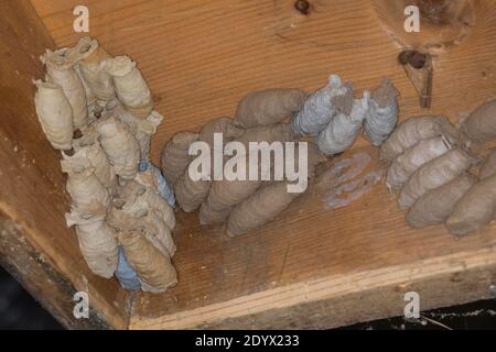 Orientalische Mauerwespe, Asiatische Lehmtopfwespe, Orientalische Mörtelwespe, Töpfergrabwespe, Indische Töpferwespe, Nest, Lehmnest, Brutzelle, Brutz Stockfoto