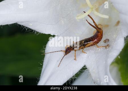 Gemeiner Ohrwurm, Ohrwurm, Männchen mit langen Hinterleibszangen, Forficula auricularia, Gemeine Ohrwurm, Europäischer Ohrwurm, Ohrwurm, Männchen, la forficule, L Stockfoto