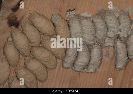 Orientalische Mauerwespe, Asiatische Lehmtopfwespe, Orientalische Mörtelwespe, Töpfergrabwespe, Indische Töpferwespe, Nest, Lehmnest, Brutzelle, Brutz Stockfoto