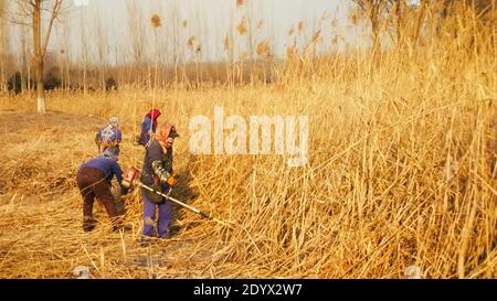 Changping, Changping, China. Dezember 2020. Peking, CHINA-Schilf werden auf dem See geerntet, um Brände im zukünftigen Science City Waterfront Park im Changping District zu verhindern, 26. Dezember 2020.um ein Feuer im Winter zu verhindern, wird das große Schilf, das im See im Park wächst, zu einer Brandgefahr. Es sollten wirksame Maßnahmen ergriffen werden. Gleichzeitig sollte Personal entsandt werden, um die Patrouille in diesem Bereich zu verstärken. Quelle: SIPA Asia/ZUMA Wire/Alamy Live News Stockfoto