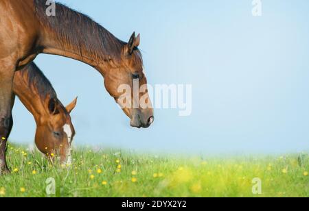 Junge reinrassige Pferde grasen im Sommer zusammen Stockfoto