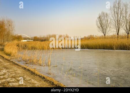 Changping, Changping, China. Dezember 2020. Peking, CHINA-Schilf werden auf dem See geerntet, um Brände im zukünftigen Science City Waterfront Park im Changping District zu verhindern, 26. Dezember 2020.um ein Feuer im Winter zu verhindern, wird das große Schilf, das im See im Park wächst, zu einer Brandgefahr. Es sollten wirksame Maßnahmen ergriffen werden. Gleichzeitig sollte Personal entsandt werden, um die Patrouille in diesem Bereich zu verstärken. Quelle: SIPA Asia/ZUMA Wire/Alamy Live News Stockfoto