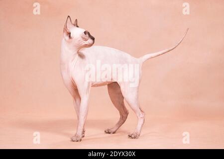 Haarlose sphynx Katze stehend mit gestrecktem Schwanz auf beigem Hintergrund Im Studio drinnen Stockfoto