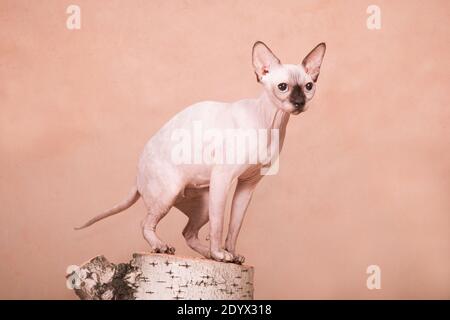 Haarlose sphynx-Katze auf Birkenstumpf auf beige sitzend Hintergrund im Studio drinnen Stockfoto