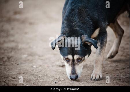 Netter obdachloser Hund im Freien Stockfoto